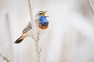 Blauwborst - foto: Wim Dirckx