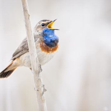 Blauwborst - foto: Wim Dirckx