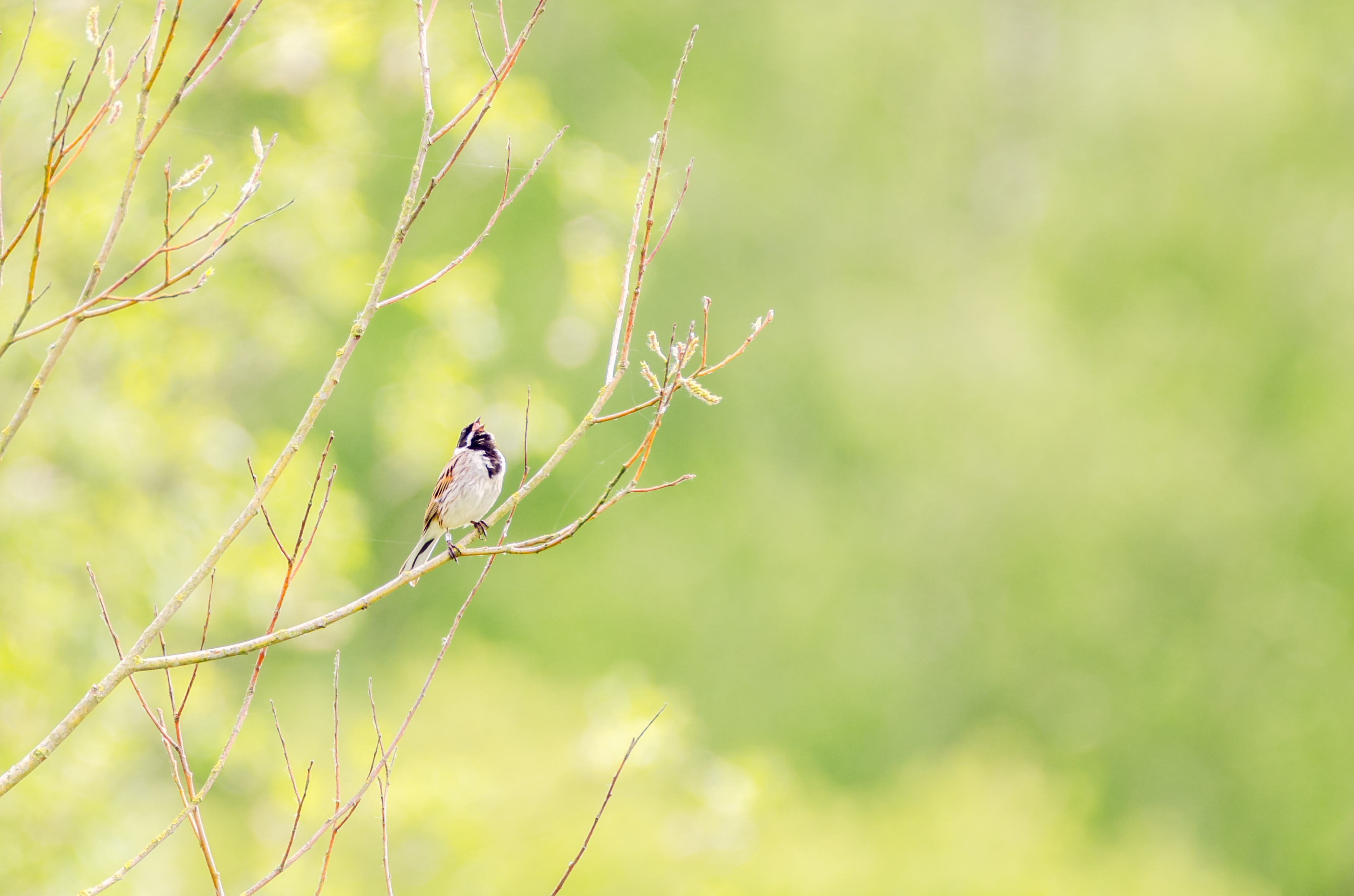 Rietgors - foto: Hans Debruyne