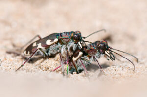 Basterdzandloopkever – foto: Nico van Kappel
