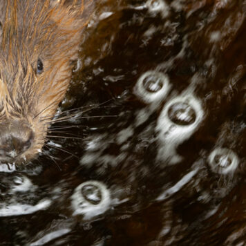 Bever – foto: Pieter-Jan D'Hondt