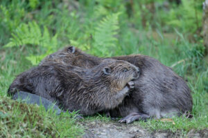 Beverfamilie – foto: Eva Vermeylen