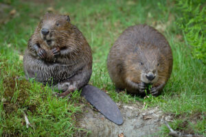 Beverfamilie – foto: Johan Van Hoof