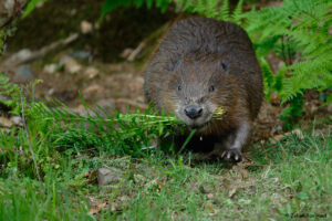 Bever – foto: Johan Van Hoof