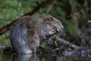 Bever – foto: Wouter Vroom