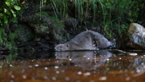 Bever – foto: Wouter Vroom