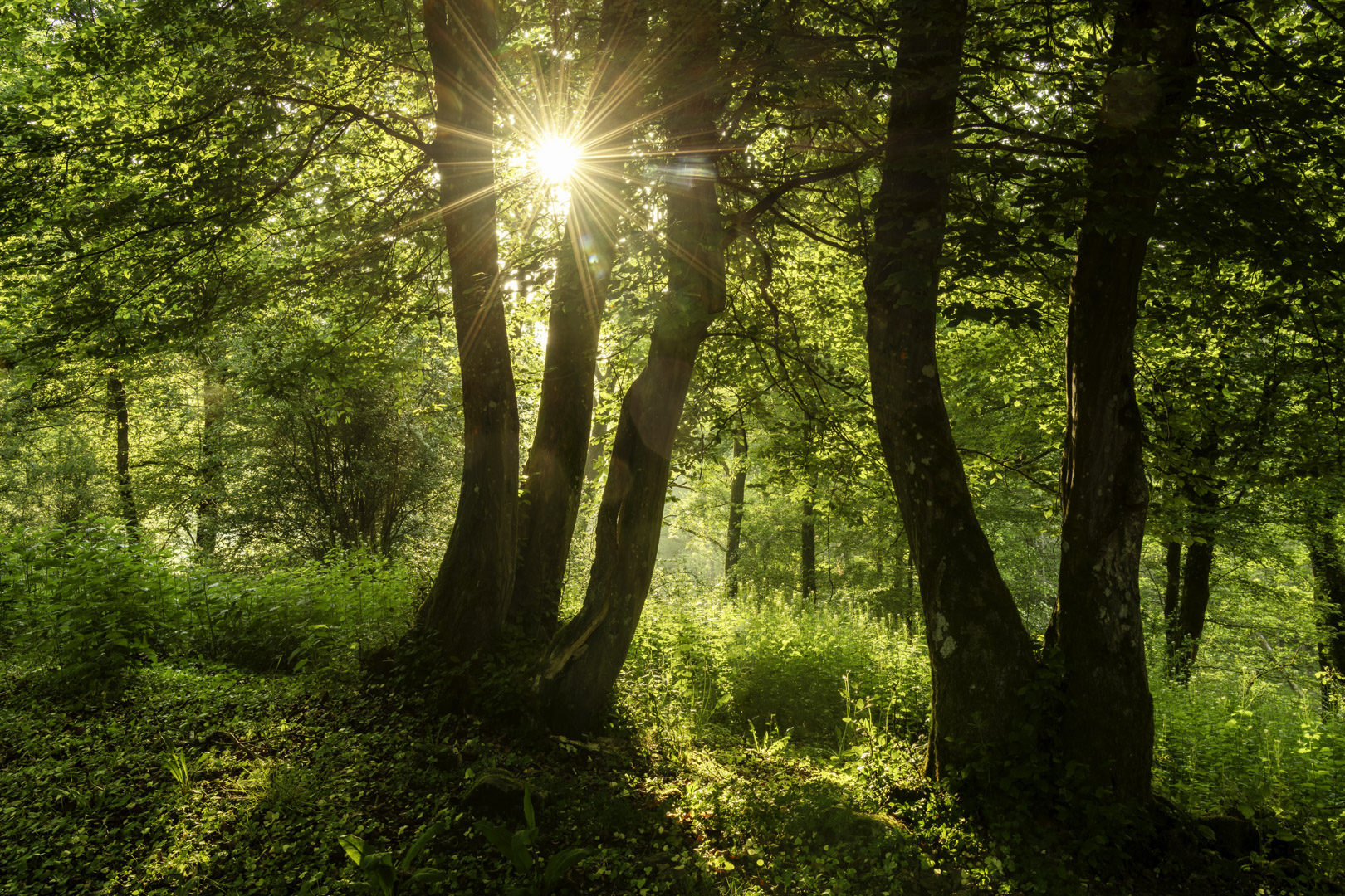Robuust bos - foto: Hans Debruyne