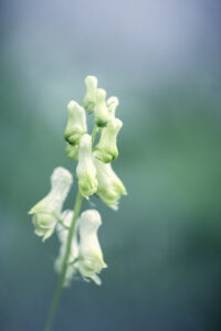 Gele monnikskap - foto: Hans Debruyne