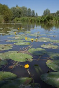 Gele plomp - foto: Misjel Decleer