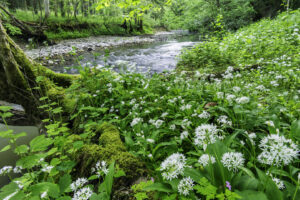 De vallei van de Hermeton in bloei - foto: Hans Debruyne