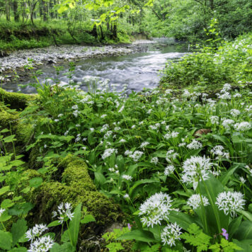 De vallei van de Hermeton in bloei - foto: Hans Debruyne