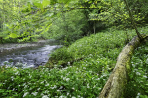 Avontuurlijk wandelen langs de Hermeton - foto: Hans Debruyne