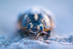 Julikever – foto: Nico van Kappel