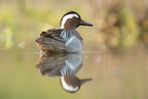 Mannetje zomertaling - foto: Wim Dirckx