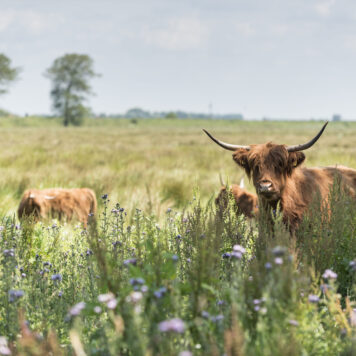Schotse hooglanders - foto: Natuurmonumenten