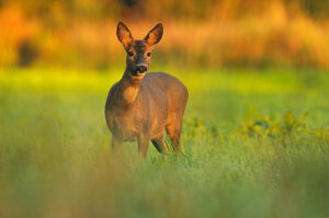 Ree – foto: Johan Van Hoof