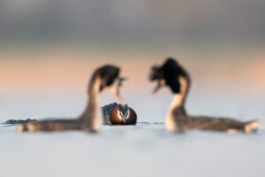 Trio van fuut - foto: David Pattyn