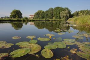 Vijver met gele plomp - foto: Misjel Decleer