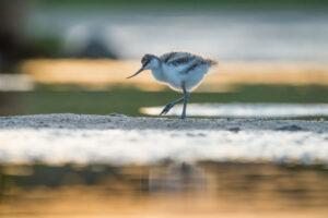 Kluut - foto: Wim Dirckx