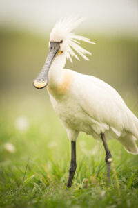 Lepelaar - foto: Wim Dirckx