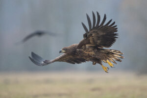 Zeearend - foto: Wim Dirckx