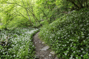 Wandelpad door daslook - foto: Hans Debruyne