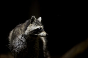Wasbeer – foto: Karin Van Droogenbroeck