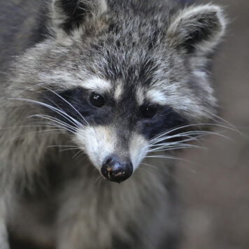 Wasbeer – foto: Kasper Claes