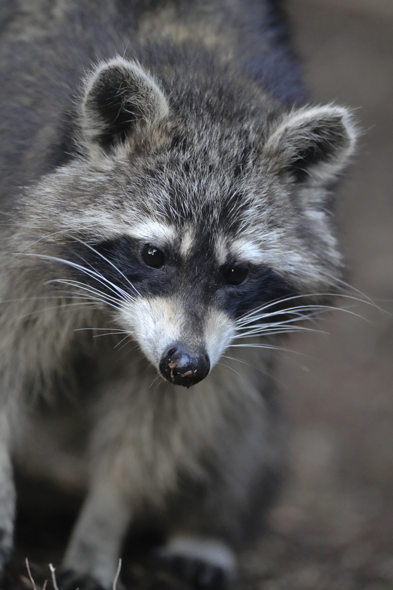 Wasbeer – foto: Kasper Claes