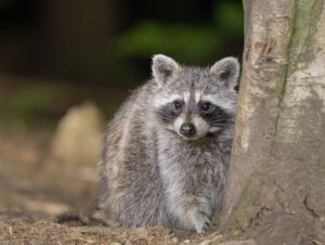 Wasbeer – foto: Ruben Coolen