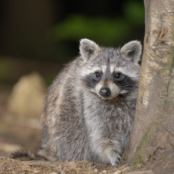 Wasbeer – foto: Ruben Coolen