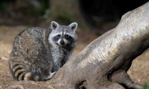 Wasbeer – foto: Ruben Coolen