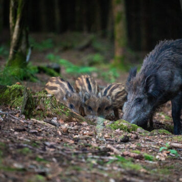 Wild zwijn met biggen – foto: Femke De Vuyst