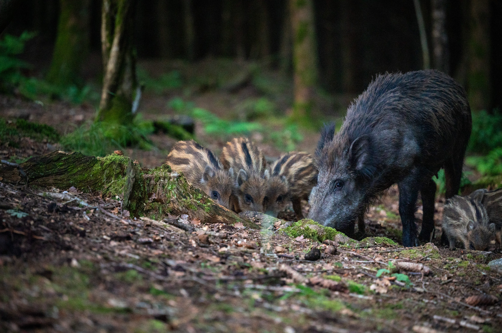 Wild zwijn met biggen – foto: Femke De Vuyst