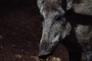 Wild zwijn – foto: Bart François