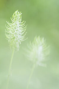 Witte rapunzel - foto: Hans Debruyne