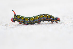 Wolfsmelkpijlstaart rups – foto: Nico van Kappel