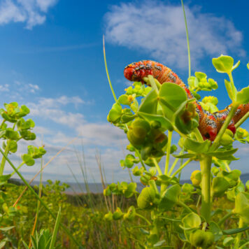 Wolfsmelkpijlstaart rups – foto: Nico van Kappel