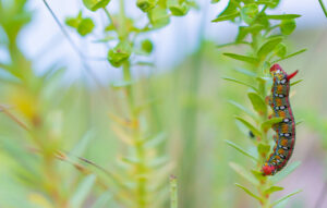 Wolfsmelkpijlstaart rups – foto: Nico van Kappel