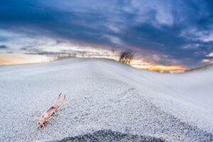 Zandoorworm – foto: Nico van Kappel