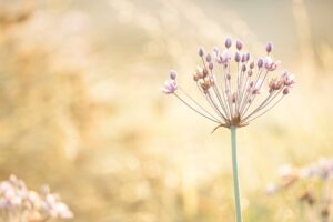 Zwanenbloem - foto: Wim Dirckx