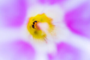 Zwarte wegmier in zeewinde – foto: Nico van Kappel