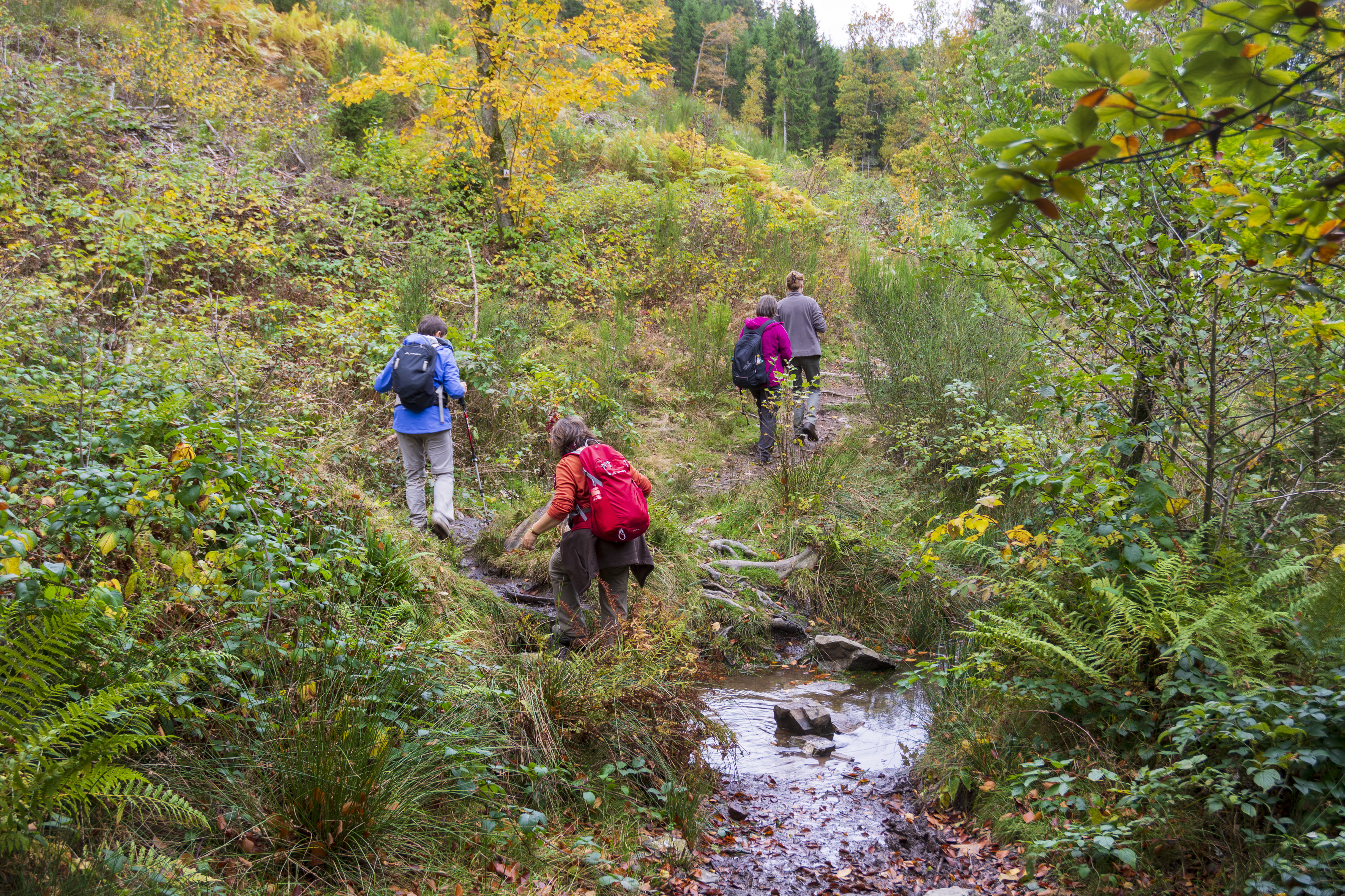 Heerlijk wandelen in de Hoge Venen - foto: Jan Depelseneer