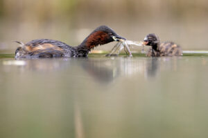 Dodaars met jong - foto: Wim Dirckx