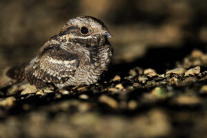 Nachtzwaluw – foto: Edouard Geelhand