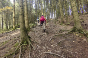 Sparrenbossen op het parcours - foto: Jan Depelseneer