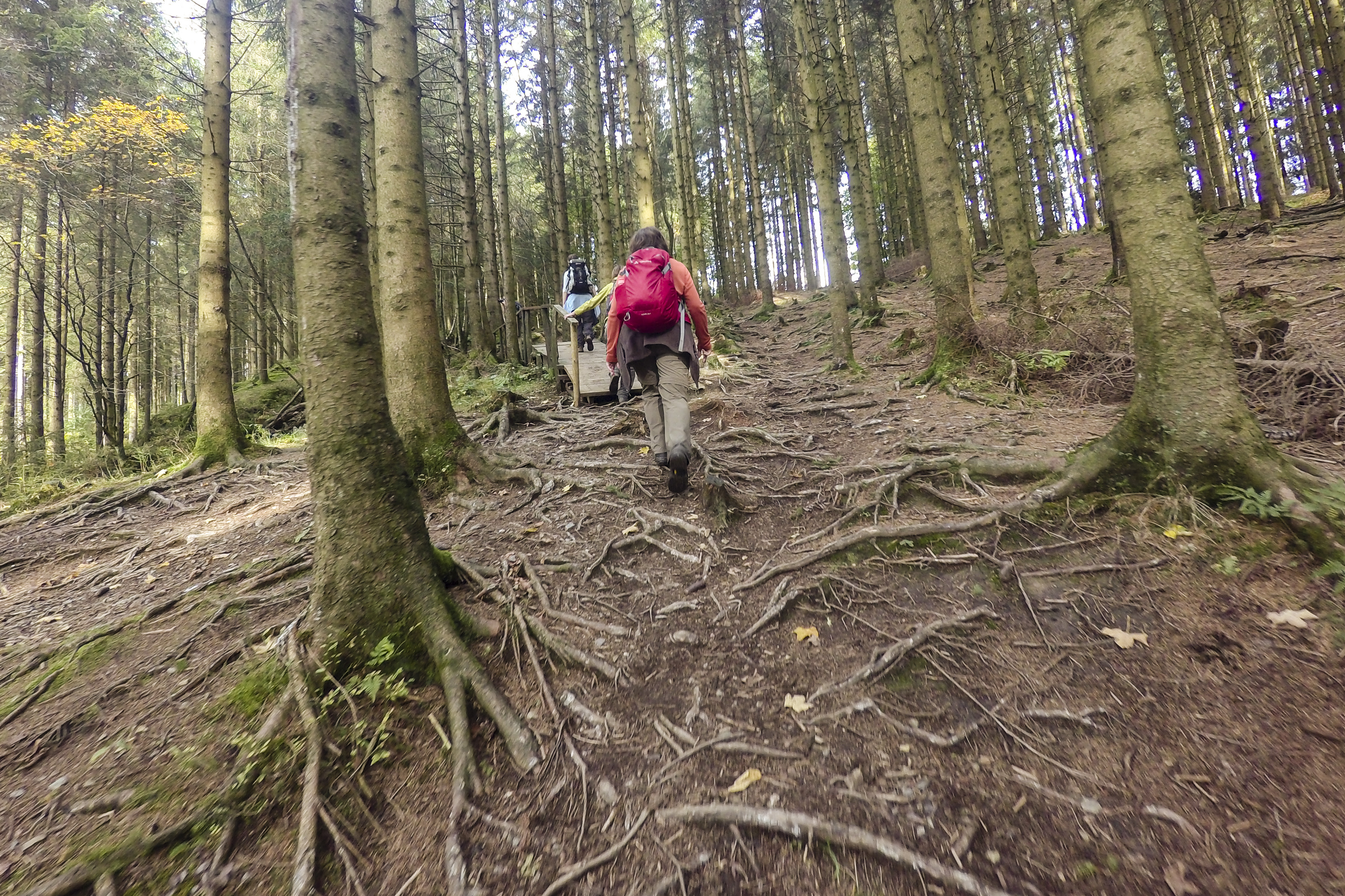 Sparrenbossen op het parcours - foto: Jan Depelseneer