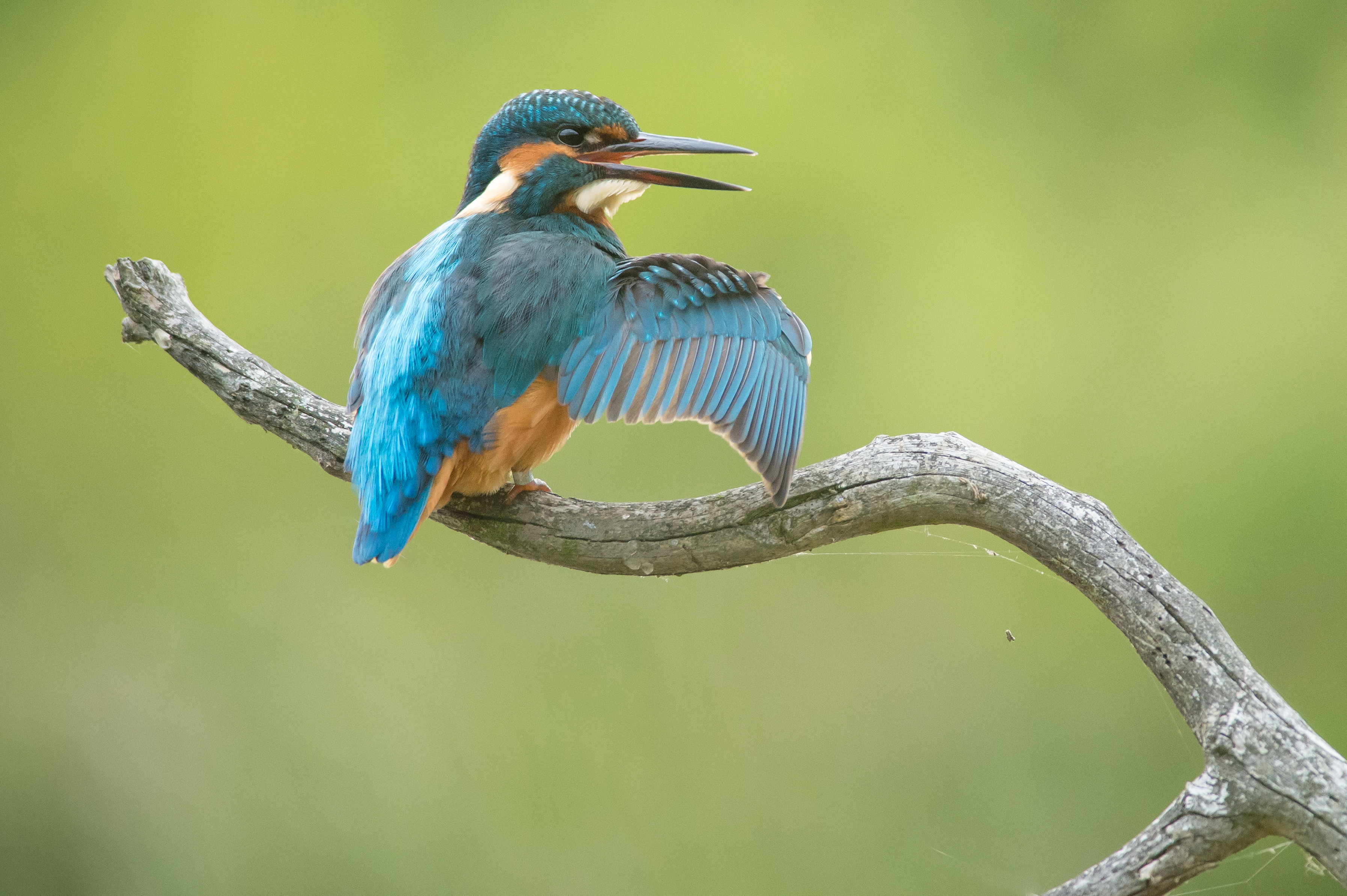 IJsvogel - foto: Wim Dirckx