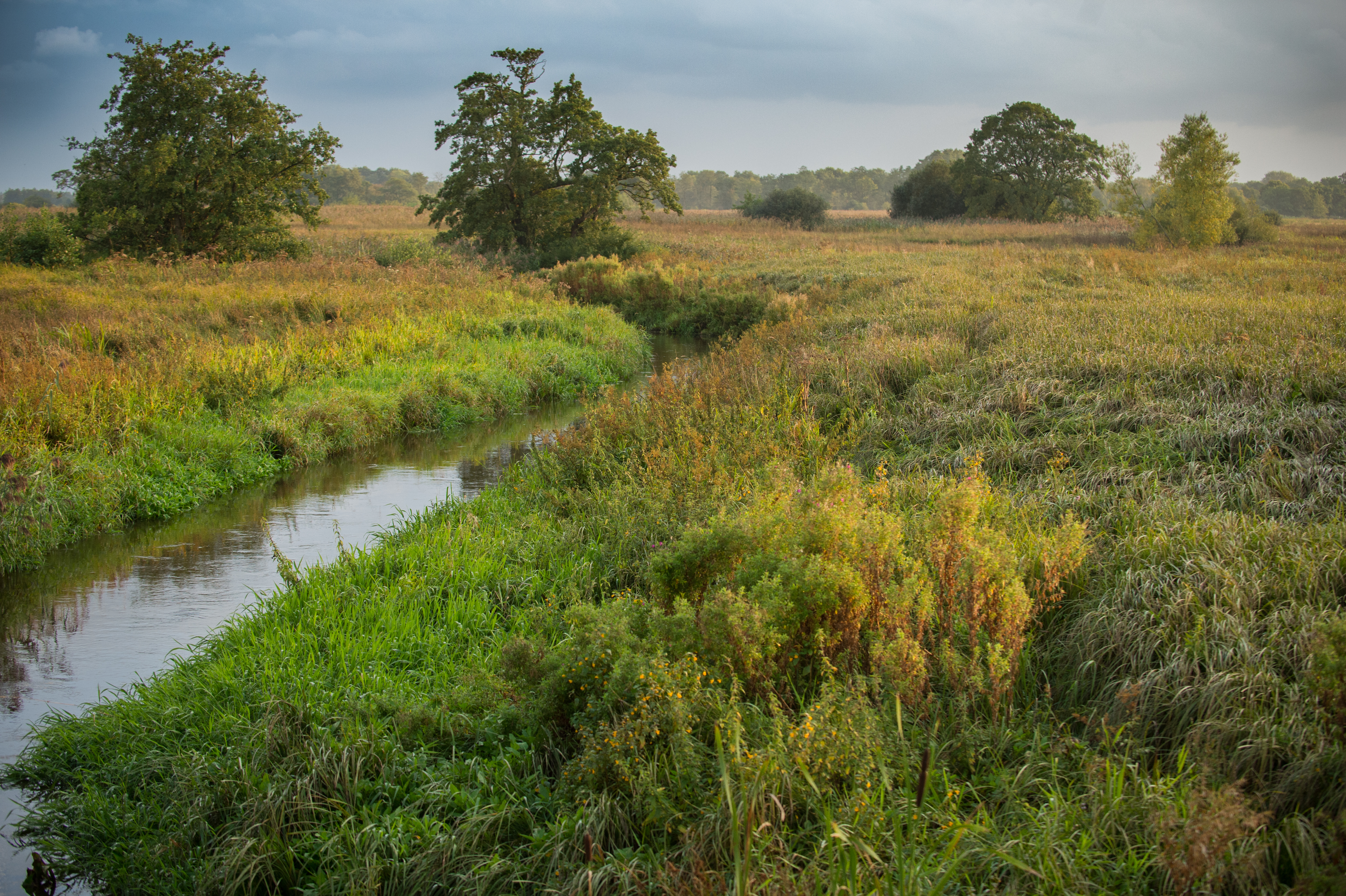 Heerlijke riviernatuur - foto: Wim Dirckx