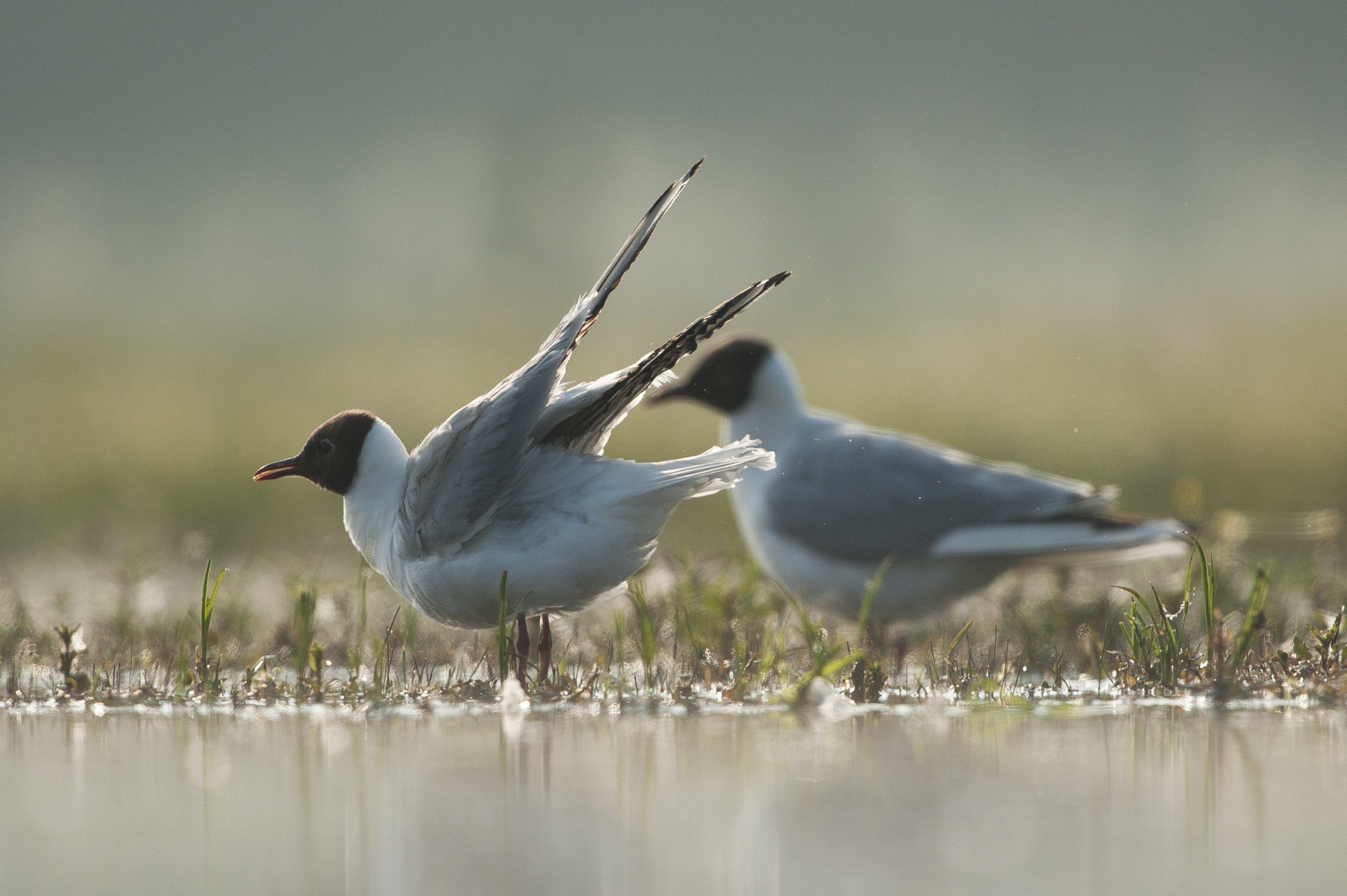 Kokmeeuwen - foto: Wim Dirckx
